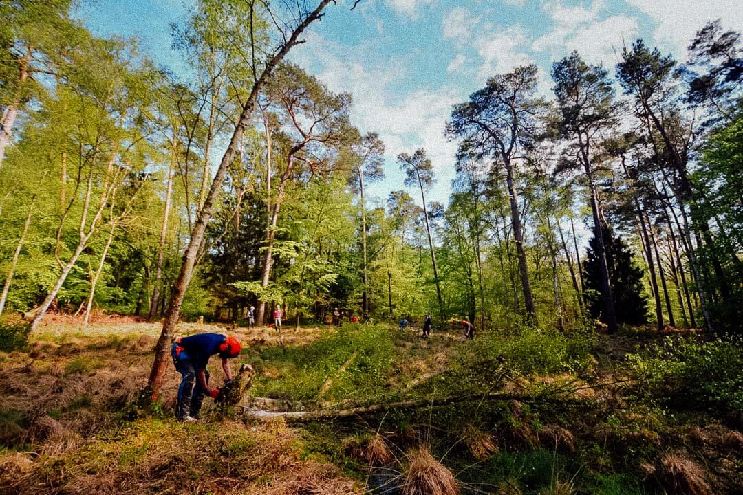 Waldlichtung mit Personen beim Arbeiten.