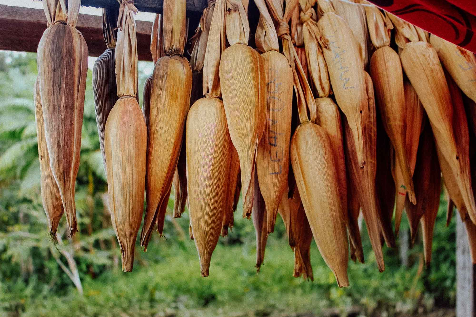 Aufgehängte Maiskolben zum Trocknen.